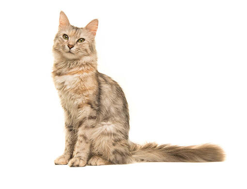 gato Oriental longhair