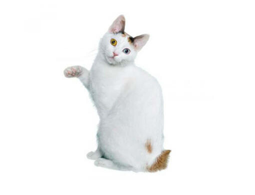 Bobtail Japonês de pelo Curto