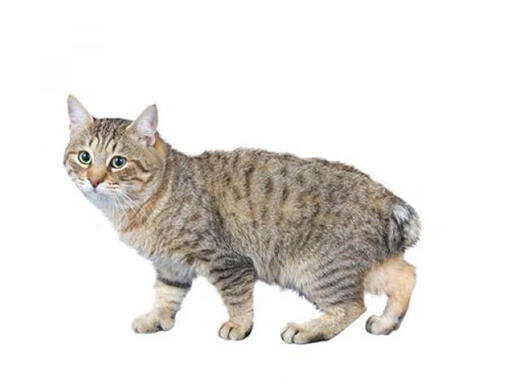 Bobtail Japonês de pelo Longo