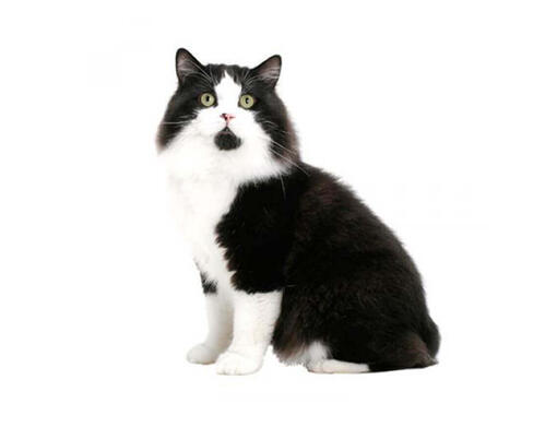 gato manês