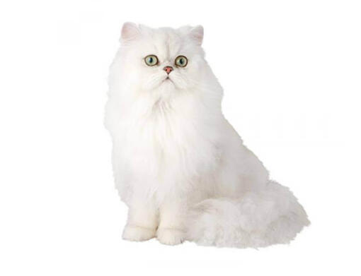 Gato Persa Chinchila