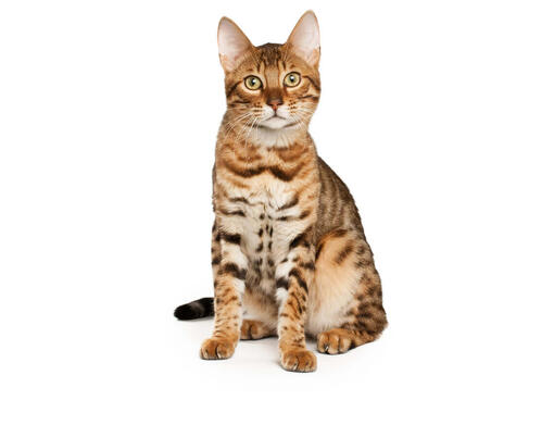 gato Bengal