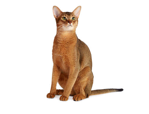Gato Abissínio