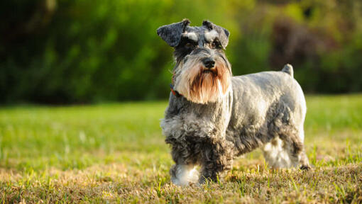 Cão cinza em pé num campo