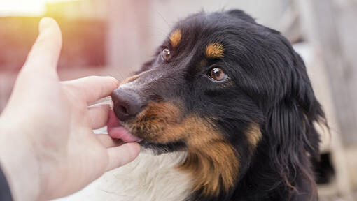 cachorro lambendo a mão do dono