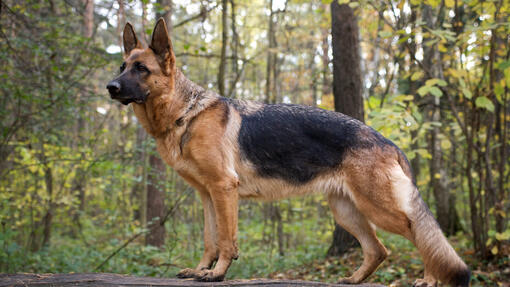 Cão de pastor alemão na floresta