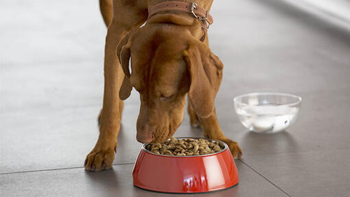 Cão comendo comida da tigela vermelha