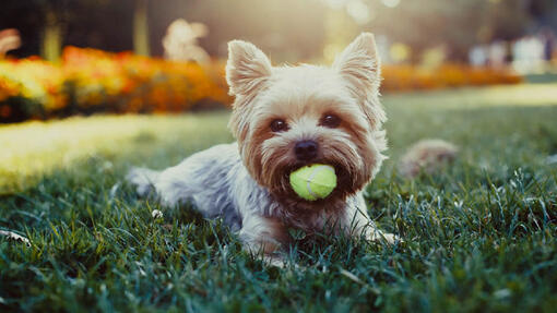 Cão deitado na grama com bola de tênis
