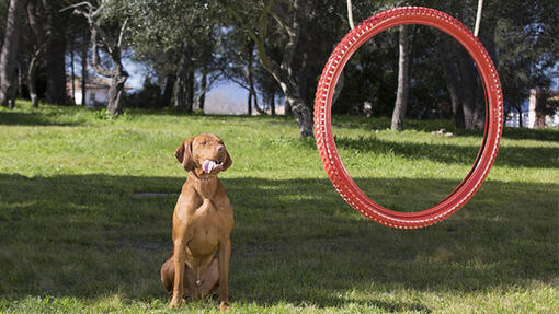 Cão sentado na grama perto do pneu de agilidade
