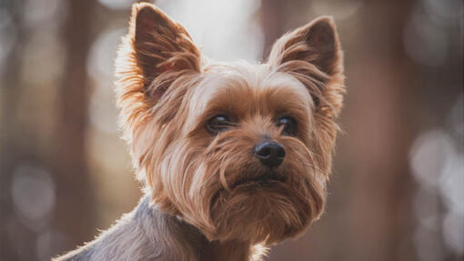 Yorkshire Terrier olha para a distância