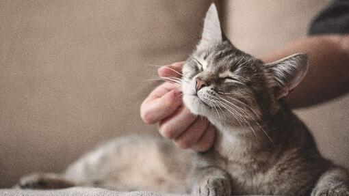 Gato cinza desfrutando de um alarido pelo proprietário