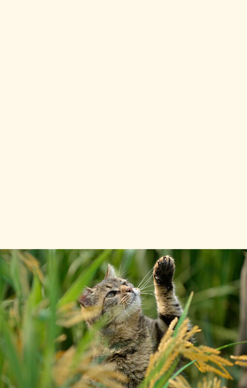 Gato feliz com Beyond