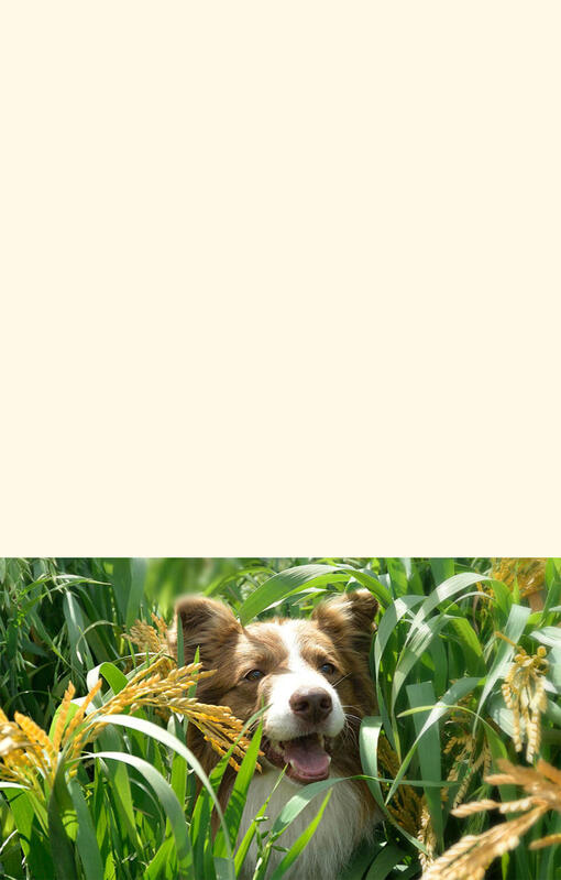Cão feliz com Beyond