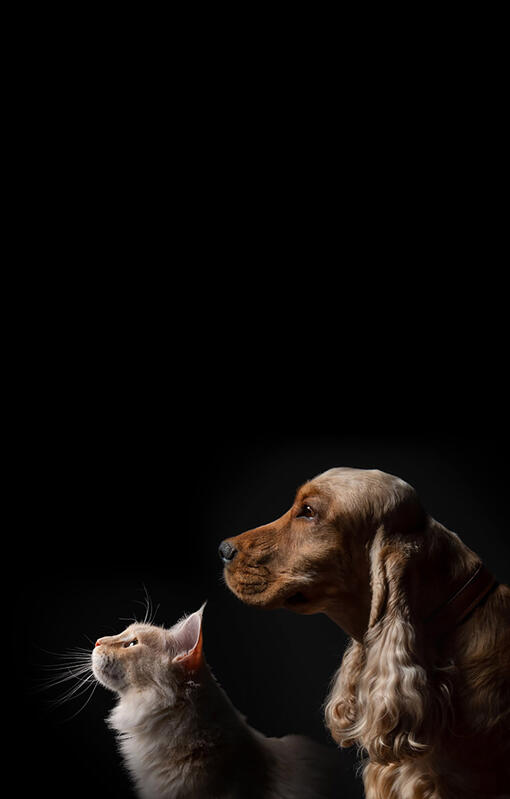 Cão e gato em fundo preto