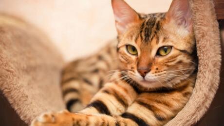 Gato sentado