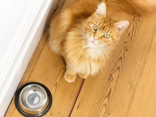 Gato ruivo sentado ao lado de uma tigela de comida vazia.