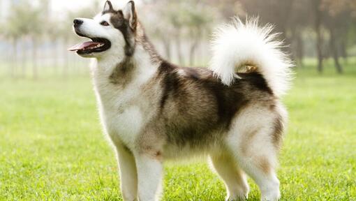 Raças de cães - Cão de raça Malamute do Alasca a olhar