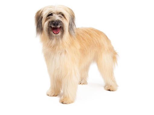 Cão Pastor dos Pirenéus
