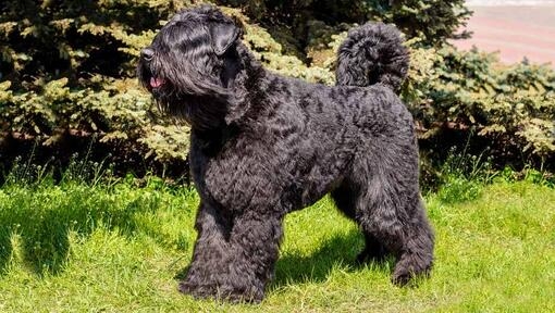 cão Bouvier da Flandres em pé na relva