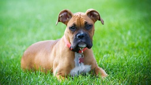 cão boxer deitado na relva