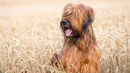 cão Pastor de brie no campo