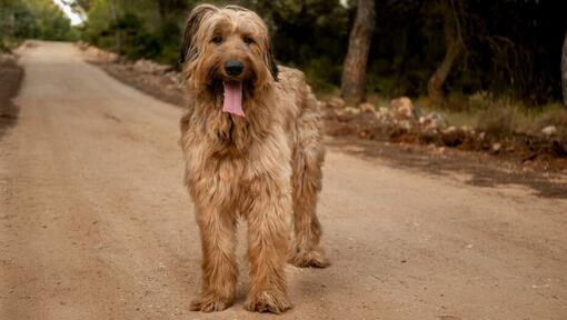 cão Pastor de brie em pé na estrada