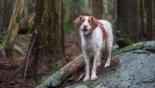 cão spaniel bretão em pé na rocha