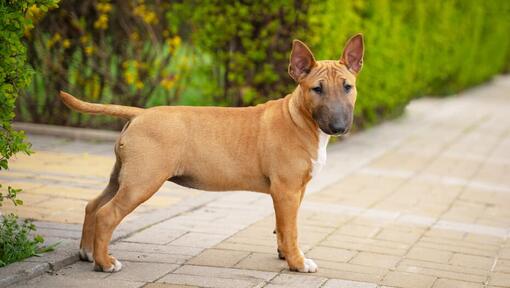 Filhote de Bull Terrier miniatura castanho no quintal