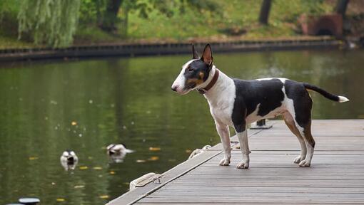 Bull Terrier Miniatura em pé perto da água