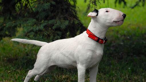 Bull Terrier em pé na relva