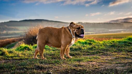 Bulldog em pé no campo