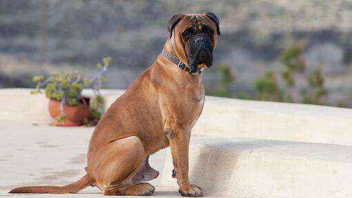 Bullmastiff sentado no quintal