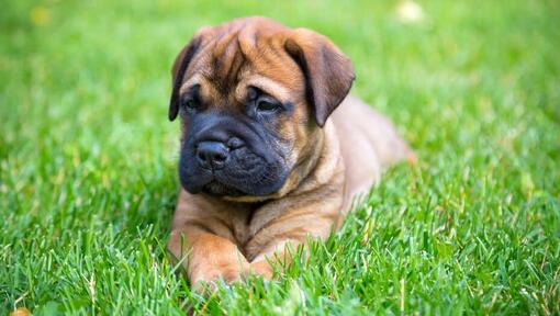 Filhote de Bullmastiff deitado na relva