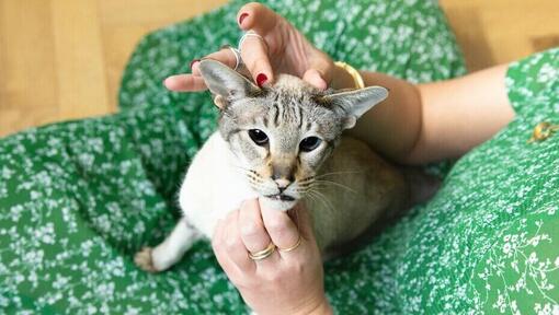 dono a segurar a cabeça de seu gato