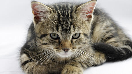 Cuidar de Gatos: comida para gatinho caprichoso
