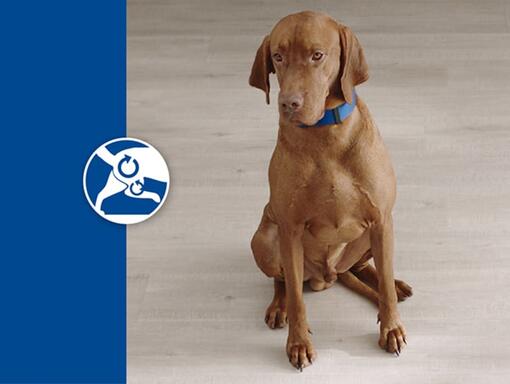 Ração Purina Dog Chow para cães de raça grande