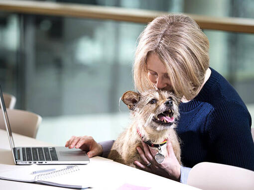 Terrier sentado no colo da mulher enquanto ela trabalha no laptop