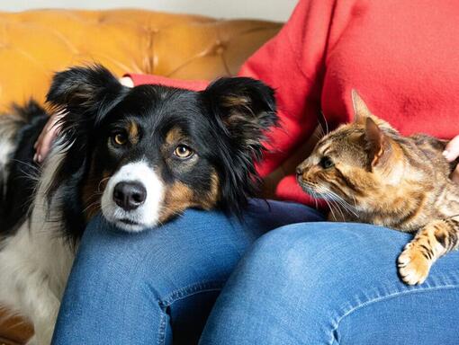 Cão e gato no colo dos donos