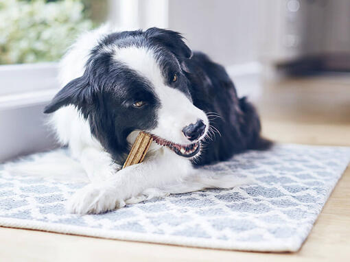 Cão Dentalife