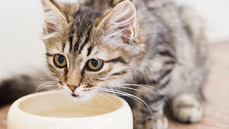 Gatos PURINA - os gatinhos bebem água