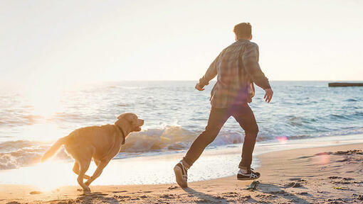 Homem a correr com Labrador na praia