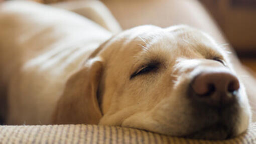 Cachorro a dormir no sofá