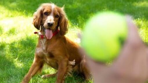 Cachorro a assistir bola de ténis