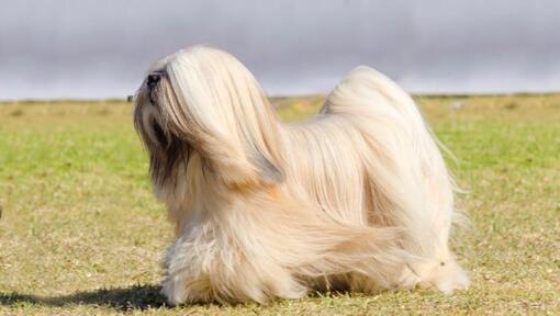 cão Lhasa Apso