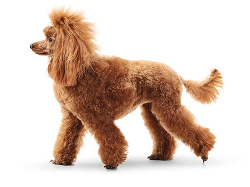 Caniche Standard