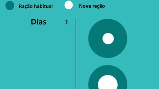 Cão - como mudar de ração