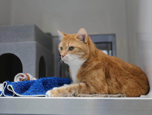 Gato laranja nos veterinários