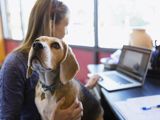 Mulher com beagle a trabalhar no laptop