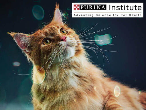 Instituto Purina e inovação