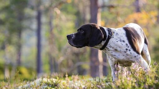 cão Pointer a farejar